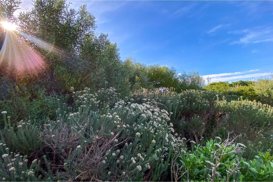 0 Bedroom Property for Sale in Bettys Bay Western Cape